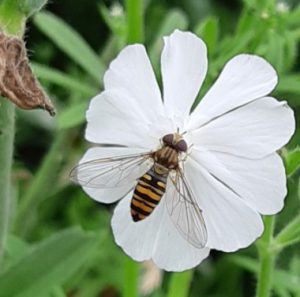 6_fleur_abeille.jpg